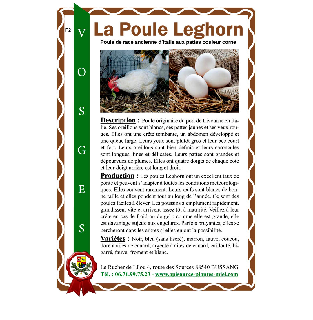 Poule Leghorn
