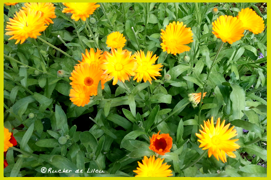 Macérât huileux de calendula : Riche en antioxydants