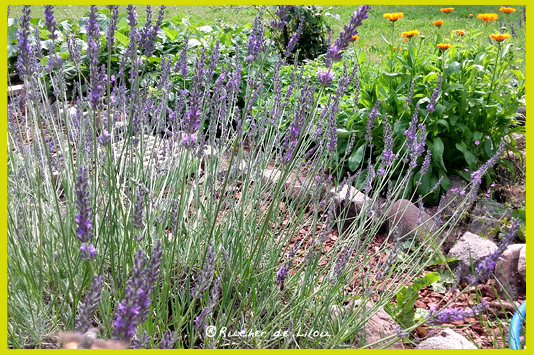 Nos 9 merveilles nature des Vosges