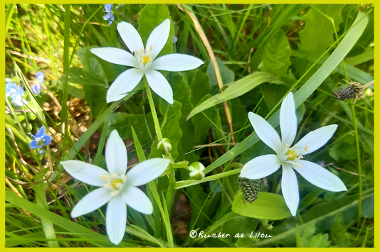 12 merveilles nature des Vosges