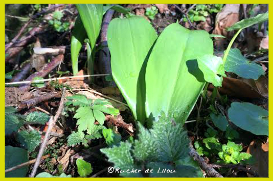 12 merveilles nature des Vosges