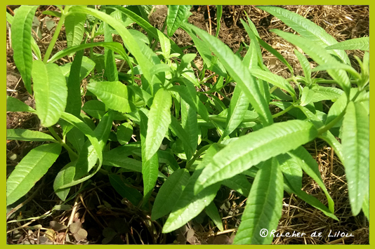 Nos 9 merveilles nature des Vosges